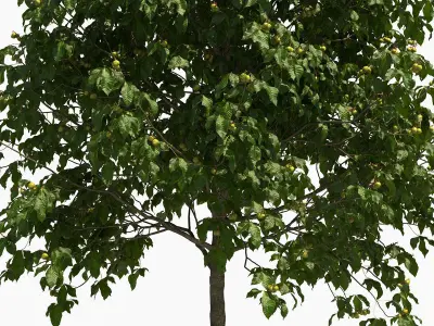 Aesculus x carnea briotii 201SU 3D model