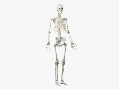  Male Skin, Skeleton And Muscles Rigged (Cinema Rigged) 