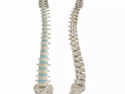 Spine with Ligaments Low-poly 3D model