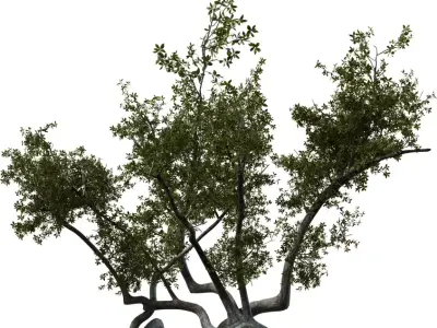 Twisted Coastal Tree Low-poly 3D model