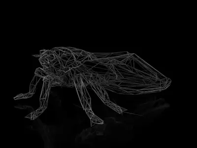 Cicada Wireframe Low-poly 3D model