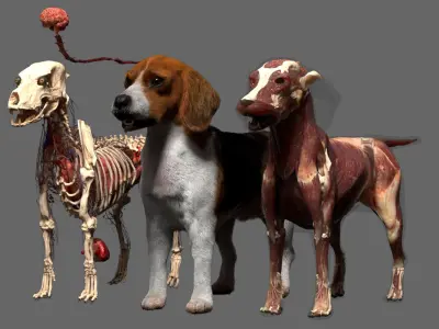  Beagle Dog Anatomy 