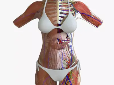 Detailed African American Female Torso Medical Edition 3D model