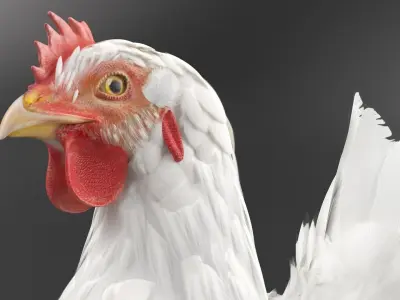  Chicken Animated Rigged for Maya Collection 