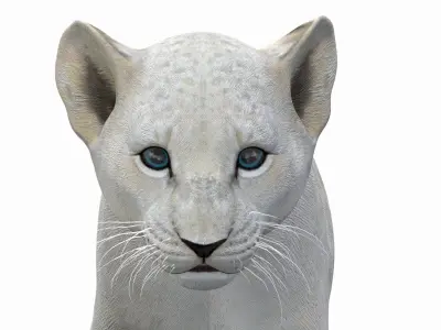  Animated Lion Cub 3D Model Bundle Natural and White 
