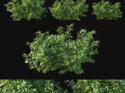 Pieris Floribunda bush 3D model