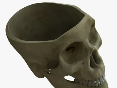Human Skull with Brain 3D model