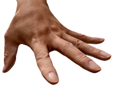 Retopologized Hand Scan | 3D Model Tokuda Heizo