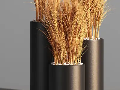 Indoor Plant Set 47 Wheat 3D model