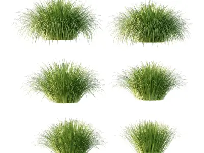 Carex Elata Aurea Grass 01 3D model
