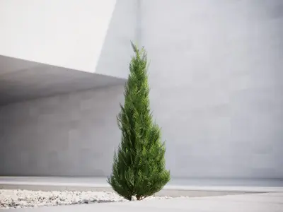 Small conifer 3D model
