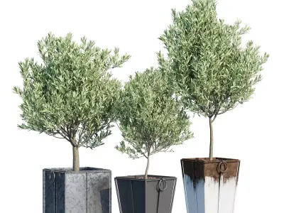 Trinway three olive trees in pots 3D model