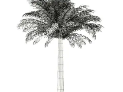 Silver Date Palm Tree 3D Model 5m 3D model