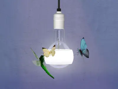 Johnny B Butterfly 3D model