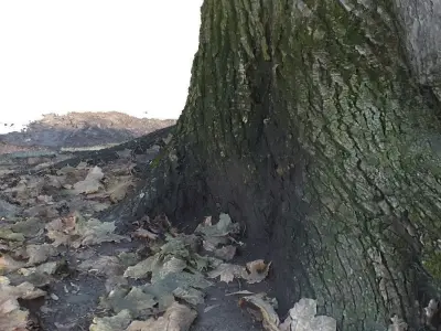 Winter tree trunk 3D scan Low-poly 3D model