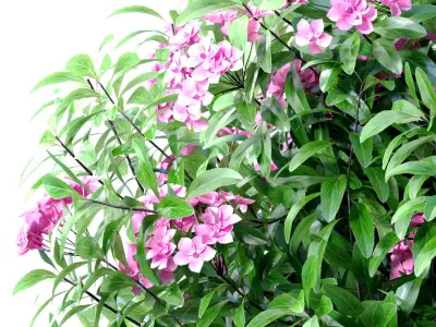 Evergreen lilac flowering shrub Oleander in a classic pot 3D model