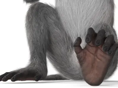  Gray Rhesus Macaque Eating Banana Fur for Maya 