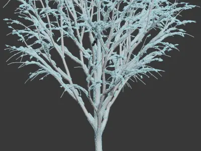 Tilia europaea Nr 5 H4-6m Five winter tree set 3D model