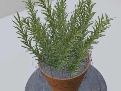 Rosemary plant in pot 3D model
