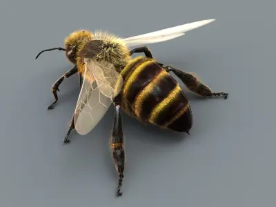 Honeybee (2) (ANIMATED) (FUR) 