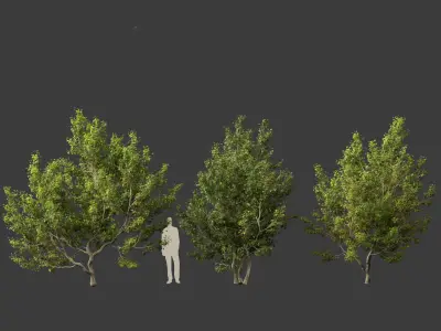 Acer campestre - Hedge maple 02 3D model