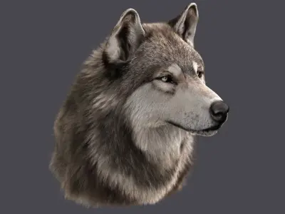  Wolf Head (FUR) 