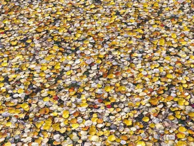 Autumn foliage PBR materials 3D Model Pack