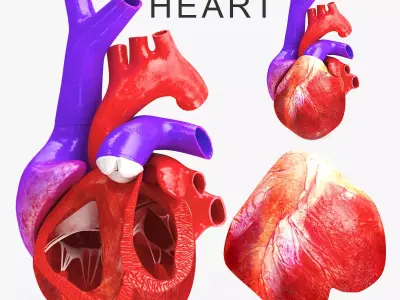 Animated Human Heart Anatomy 8K with cross-section Low-poly 3D model