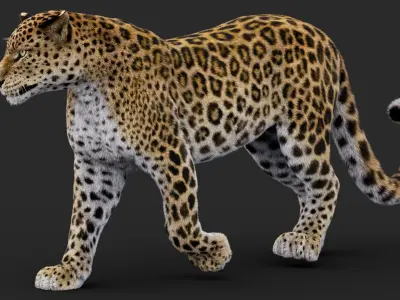  Rigged Leopard 3D Model 