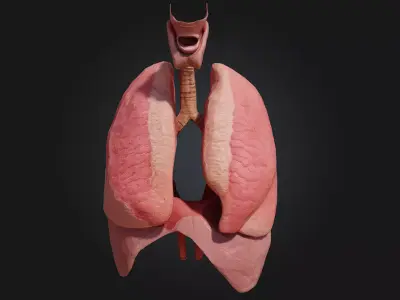 Respiratory System Illustration  Breathe Life into Learning 3D model