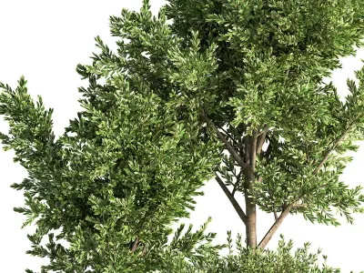 Indoor Plant Set 46 3D model