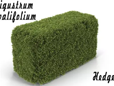Hedge Box 3D model