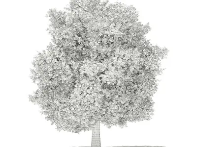 Common Fig Tree 3D model