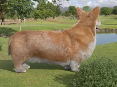  Pembroke Welsh Corgi Dog Standing Pose Fur 
