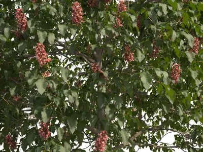Aesculus x carnea 201SP FL 3D model