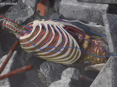  Male Anatomy Full Body Set 