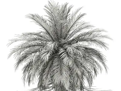 Butia Palm Tree 3D Model 3m 3D model