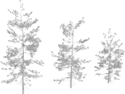 Tall Pine Tree Pack Low-poly 3D model