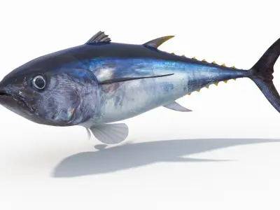 Tuna Fish (Animated) 