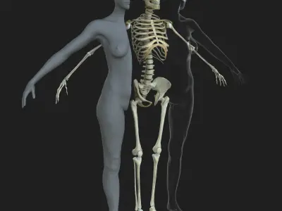 Male Female Skeleton with Skin Texture Collection 3D model