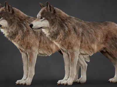  Wolf Pack Rig XGEN-CORE 