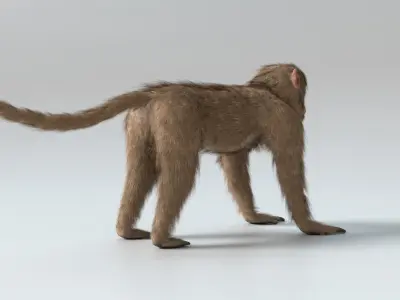  Monkey Animated 