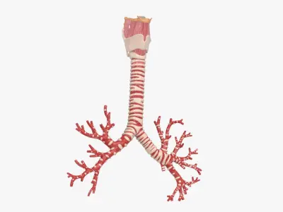 Larynx Trachea BronchialTree 
