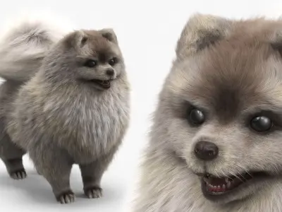  Pomeranian Dwarf Spitz Dog Cream Sable Fur for Cinema 4D 