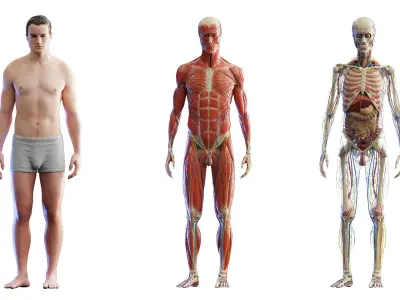  Rigged Human Male Anatomy Set 