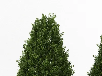 Shrubs three coniferous trees 3D model