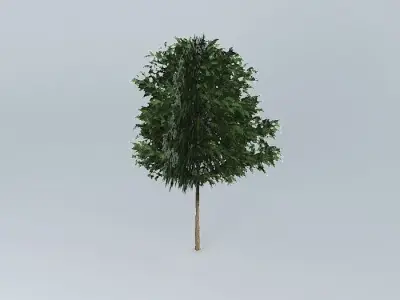 Silky Oak Grevillea robusta 2 Free 3D model