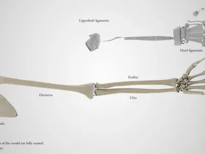 Upper Limb Skeleton 3D model