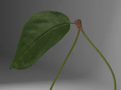 Cherries 3D model
