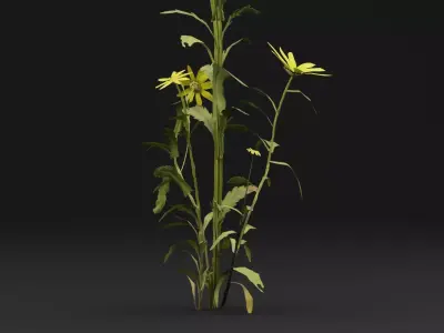 Senecio Pinnatifolius Plant Low-poly 3D model